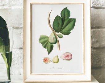 Fig Antique Print: Ficus Carica Bifera Watercolor Illustration