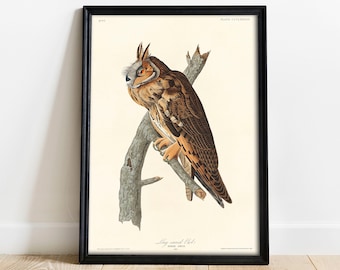 May include: A vintage illustration of a Long-eared Owl perched on a branch. The owl is brown and white with large, yellow eyes. The illustration is framed in black and has the text "PLATE CXLXXXIII" and "Long-eared Owl" printed below the image.