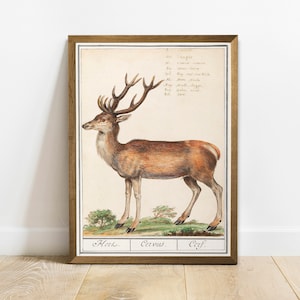 Deer Print, Antique Space Painting, Vintage Drawing Poster Wall Art, Cervidae, antique poster, zoology print | COO777