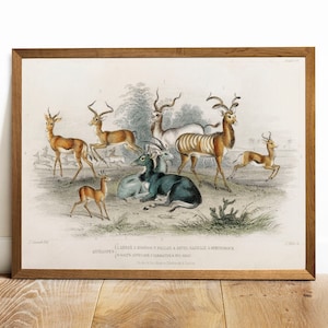 Antique Gazelle Print: Vintage Animal Illustration Poster