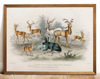Antique Gazelle Print: Vintage Animal Illustration Poster