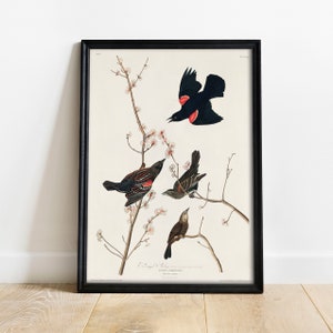 Starling Print, Antique Bird Painting, Vintage Drawing Poster Art, Red winged Starling, bird prints wall art, bird prints vintage | COO329