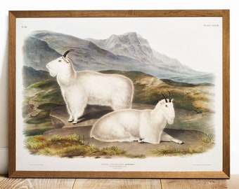 Antique Mountain Goat Print: Vintage Zoology Art