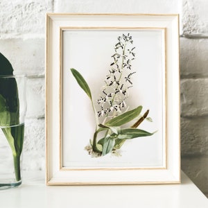 Epidendrum Orchid Vintage Botanical Print: Kitchen Wall Art