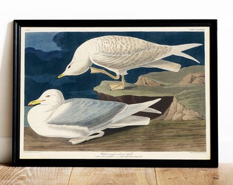 May include: A vintage illustration of two white-winged gulls perched on a rocky cliff. The birds are depicted in a realistic style with detailed feathers and markings. The background is a dark blue sky with clouds. The illustration is titled "White-winged Gulls" and is from the book "Birds of America" by John James Audubon.