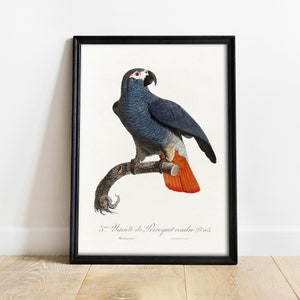 Parrot Print, Antique Space Painting, Vintage Drawing Poster Wall Art, Grey Parrot, Parrot Wall Decor, Tropical bird poster | COO765
