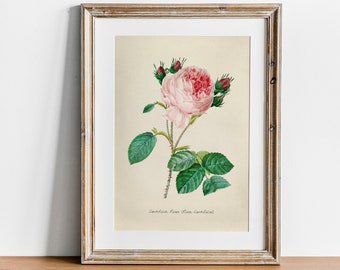 Antique Rose Print: Vintage Botanical Wall Art