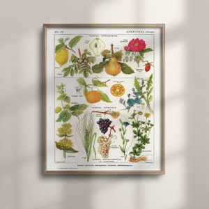 Vintage Botanische Küchenkunst, Pflanzenwanddekor, Einweihungsgeschenk, Geburtstagsgeschenk, Lernposter, Bunte Wohnzimmerkunst, C16-928