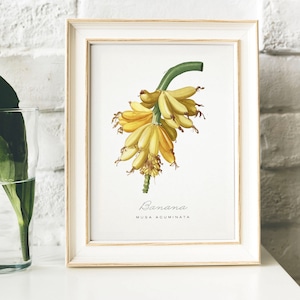Banana Print, Vintage Kitchen Poster Wall Art Decor, Bananas drawing Gift for Mom, her, kitchen , vintage fruit prints fruit wall art | B6