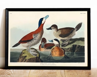 Duck Print, Antique Bird Painting, Vintage Drawing Poster Wall Art Decor, Ruddy Duck, bird prints art, bird pictures | COO480