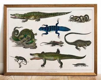 Reptiles Print, Antique Animal Painting, Vintage Drawing Poster Wall Art Decor, Reptile Collection,  animal prints, antique print | COO244