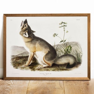 Fox Print, Antique Animal Painting, Vintage Drawing Poster Wall Art Decor, Swift Fox,  animals poster, us animals print | COO96