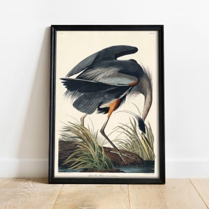 Heron Print, Antique Bird Painting, Vintage Drawing Poster Wall Art Decor, Great Blue Heron, bird lover gift, bird lover gifts | COO320