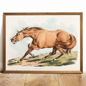 Antique Horse Print: Vintage Animal Illustration Wall Art
