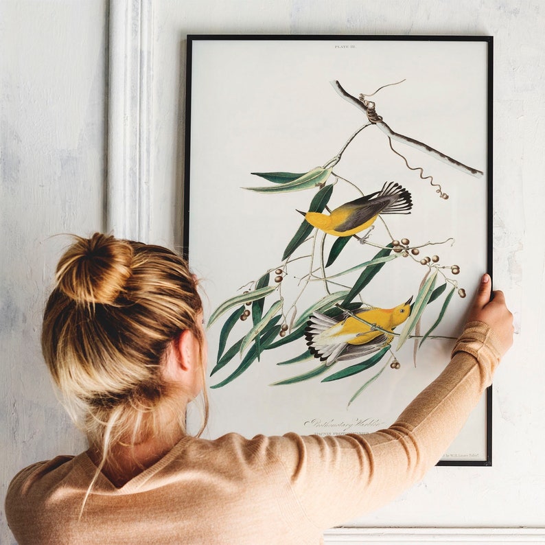 COO354 bird poster print Antique Bird Painting Vintage Drawing Poster Wall Art Decor antique bird Prothonotary Warbler Print