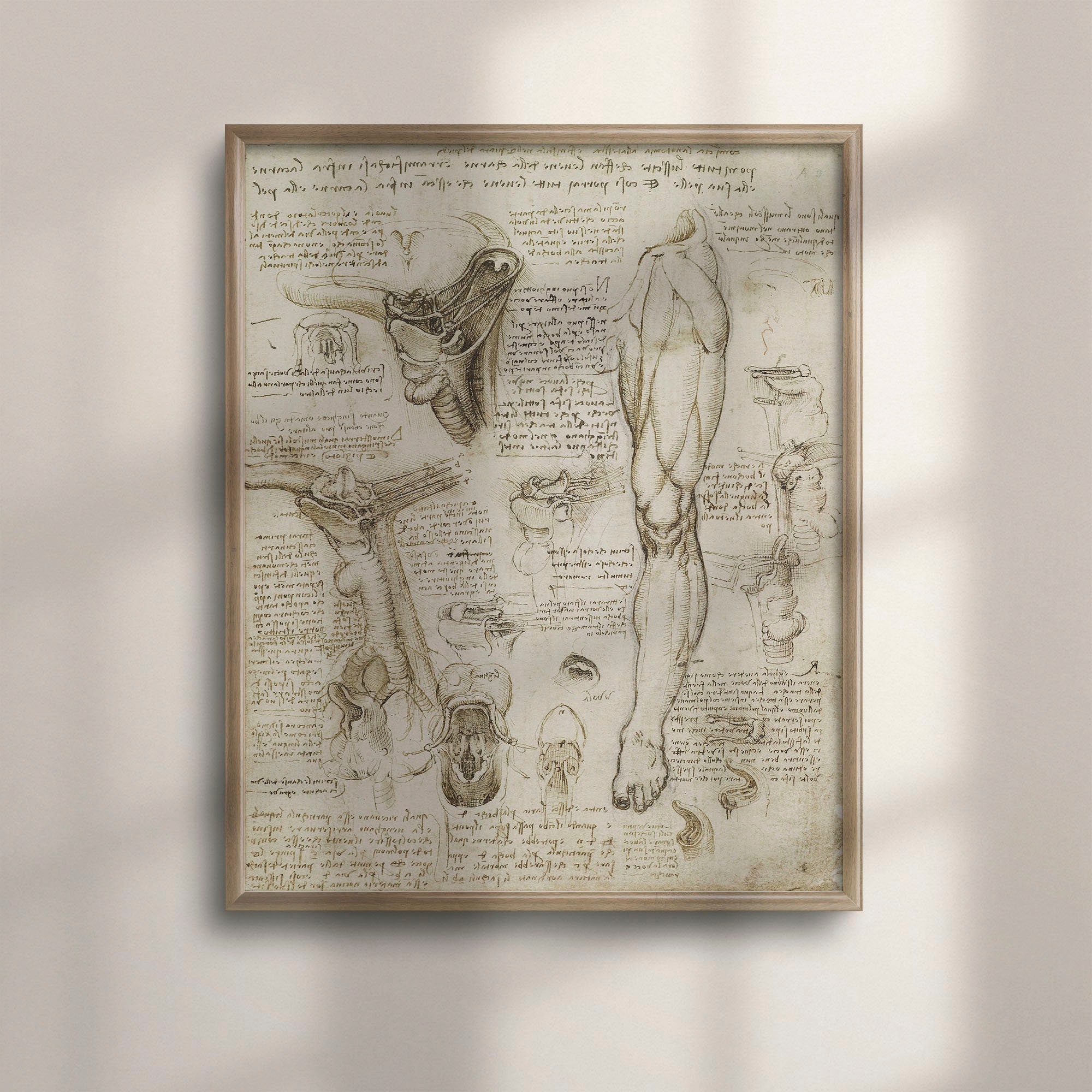 Da Vinci Anatomy Art Print: Vintage Medical Illustration