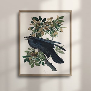 Audubon Raven Vintage Art, Farmhouse Bird Prints, Black Bird Poster, Gothic Raven, Halloween Wall Art, Coastal Birds Illustration, C16-1246