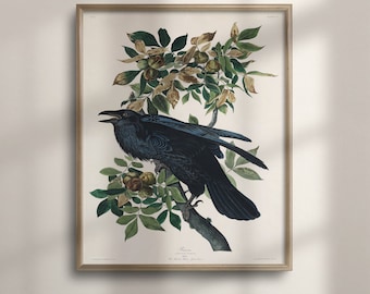 Audubon Raven Art Print: Vintage Gothic Bird Illustration