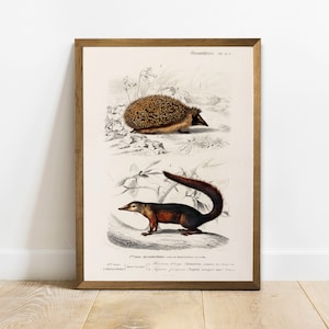 Hedgehog & Treeshrew Print: Vintage Animal Wall Art