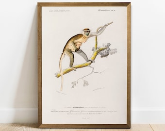 Antique Monkey Print: Cercopithecus Griseu Vintage Animal Poster