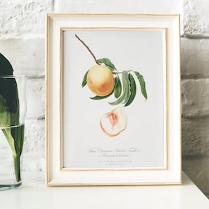 Peach Antique Print Illustration Vintage Kitchen Poster, Duracina Peach drawing Gift for Mom kitchen , prints tropical kitchen posters | B47