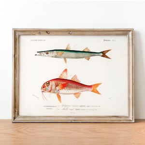 Fish Antique Print Illustration, Vintage Fish Poster, Fishing Wall Art Decor, Different fishes,  Fish painting, decor fishing | COO157