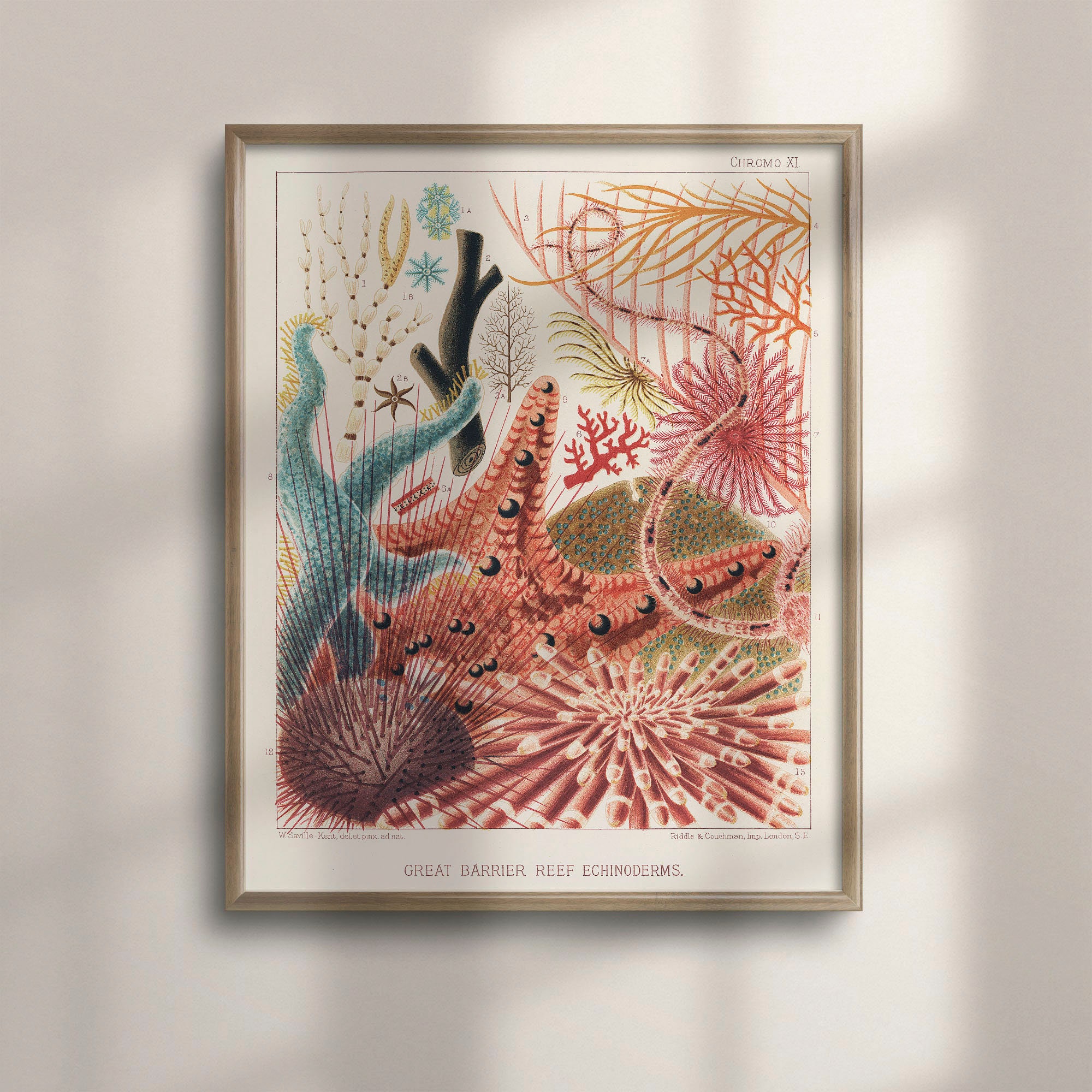 Vintage Coral Art, Great Barrier Reef Illustration, Marine Life Poster, Coastal Bathroom Decor, Beach House Wall Art, Rustic Sea, C16-1227