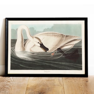Trumpeter Swan Print, Antique Bird Painting, Vintage Drawing Poster Wall Art Decor, Swan, bird gifts, bird gifts for mom | COO464