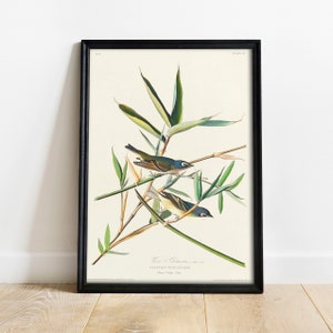 Vireo Solitarius Print, Antique Bird Painting, Vintage Drawing Poster Wall Art Decor, Bird, vintage bird print, vintage birds print | COO296