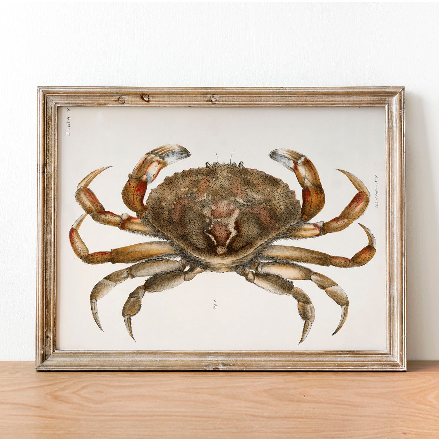 Crab Antique Print Illustration, Vintage Poster, Fishing Wall Art