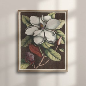 Vintage Magnolia Print: Antique Botanical Floral Wall Art