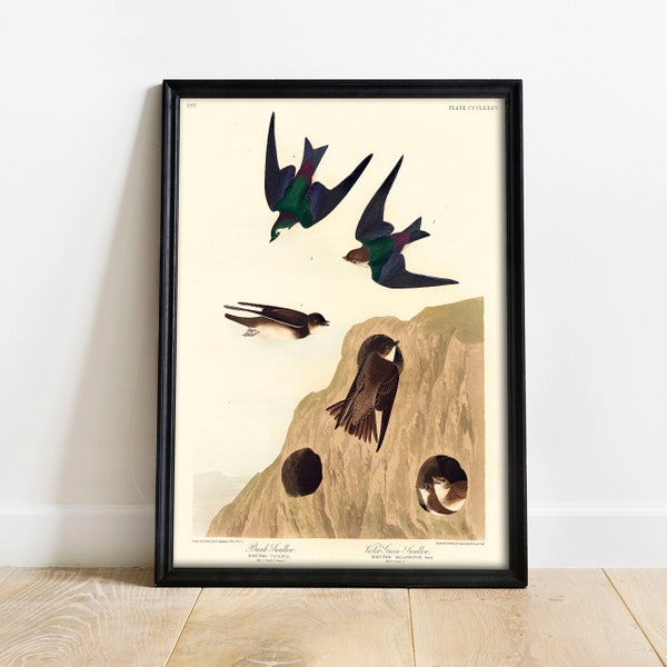 Swallow Print, Antique Bird Painting, Vintage Drawing Poster Wall Art Decor, Bank Swallow, bird engraving, bird litograph | COO404