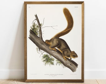 Squirrel Print, Antique Animal Painting, Vintage Drawing Poster Wall, Red-Tailed Squirrel,  antique illustration, old animal prints | COO56