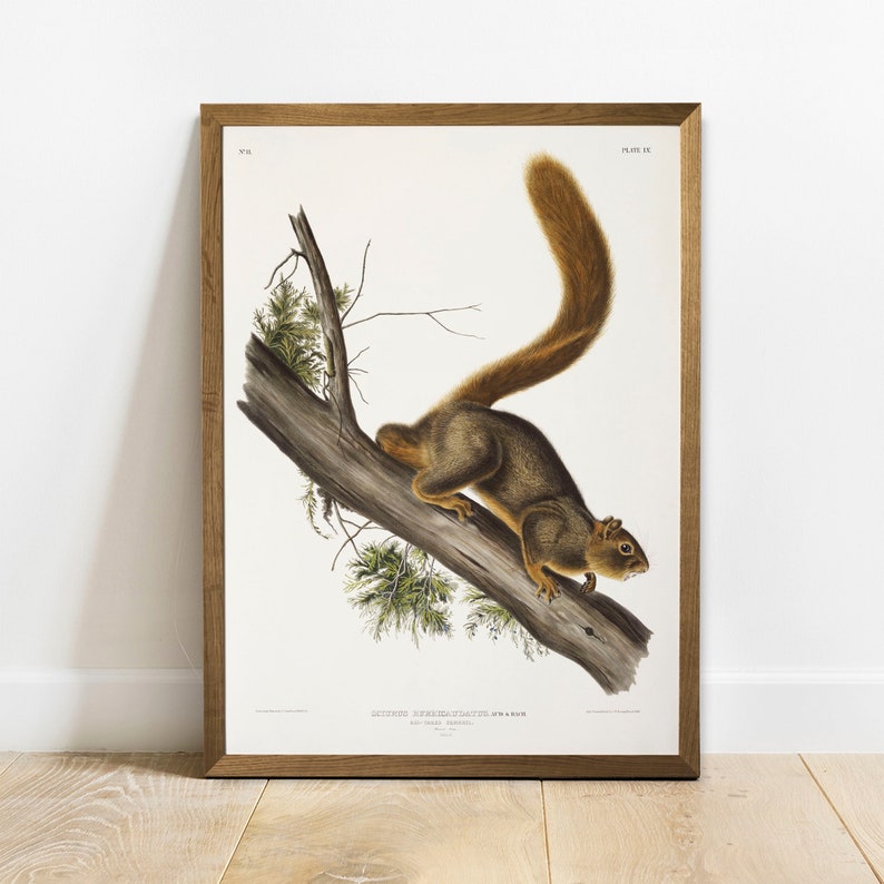 Squirrel Print, Antique Animal Painting, Vintage Drawing Poster Wall, Red-Tailed Squirrel, antique illustration, old animal prints COO56 image 1