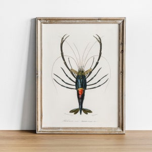 Crayfish Antique Print: Vintage Crawfish Illustration, Fishing Wall Art