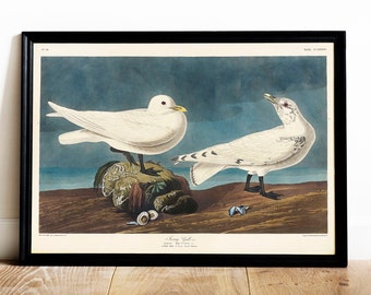 May include: A vintage print depicting two white birds with black markings, perched on a rocky shore. The print is titled "Snowy Gull" and features a blue and grey background.