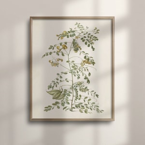 Antique Wildflower Print: Vintage Botanical Art, French Country Decor