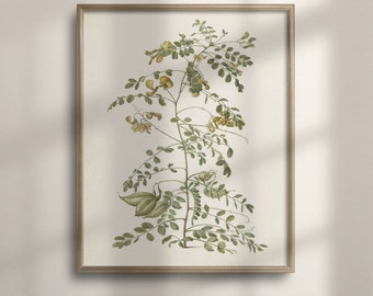 Antique Wildflower Print: Vintage Botanical Art, French Country Decor