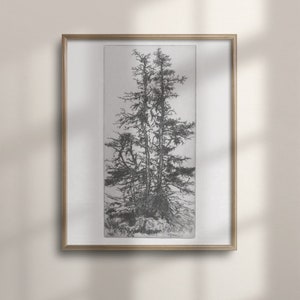 Puede incluir: Una impresión enmarcada en blanco y negro de un dibujo detallado de tres árboles. Los árboles están dibujados en un estilo realista y parecen estar creciendo juntos.