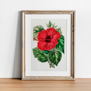 Red Rose Print, Vintage Botanical Poster Wall Art Decor,  kitchen art,  vintage botanical, victorian botanical | CO646