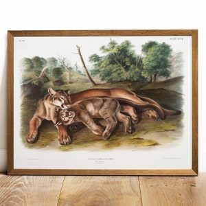 Cougar Print: Vintage Mountain Lion Antique Illustration