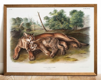 Cougar Print: Vintage Mountain Lion Antique Illustration