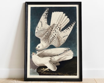 May include: A vintage illustration of a white Gyrfalcon, a type of falcon, in flight. The bird is depicted with black markings on its wings and tail. The illustration is set against a dark blue background.