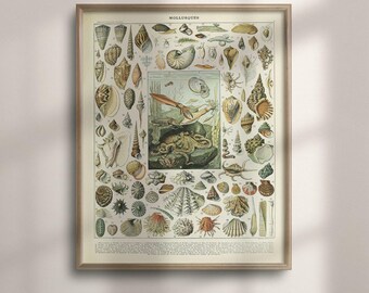 Mollusk Poster, Adolphe Millot Sea Life Print, Vintage Nautical Art