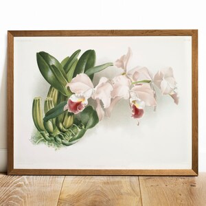 Cattleya Orchid Vintage Print: Botanical Kitchen Wall Art