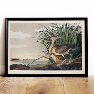 Audubon Curlew Print: Vintage Bird Drawing Poster