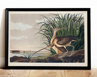 Audubon Curlew Print: Vintage Bird Drawing Poster