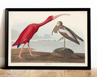Scarlet Ibis Print: Vintage Audubon Bird Drawing Poster
