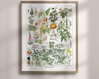 Botanical Chart, Vintage Dangerous Plants Educational Wall Art
