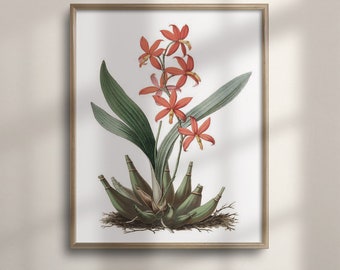 Epidendrum Floral Print: Vintage Botanical Garden Wall Art